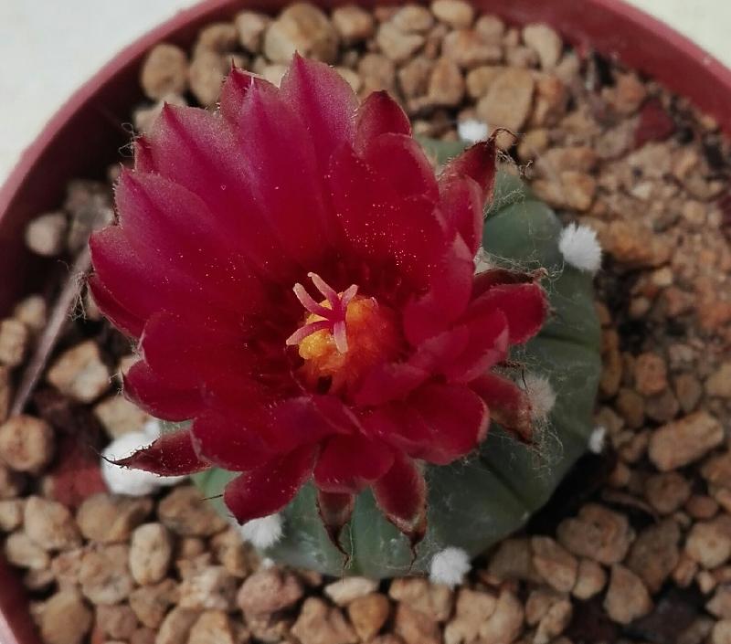 Astrophytum_asterias_v._rubykabuto.jpg